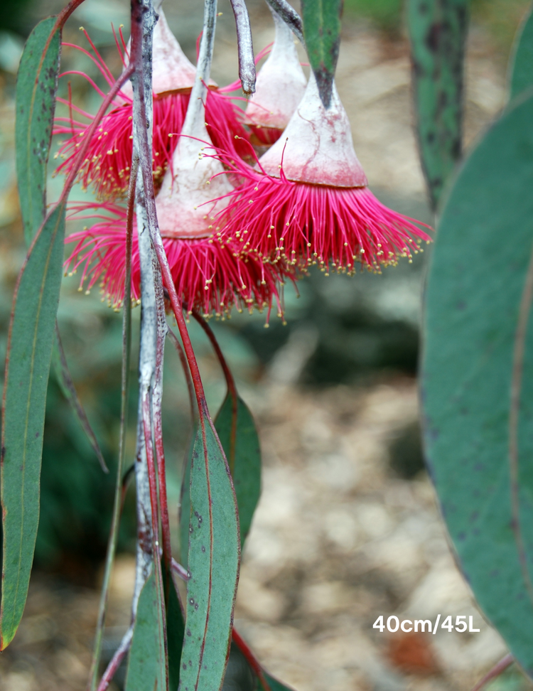 Eucalyptus caesia 'Silver Princess'