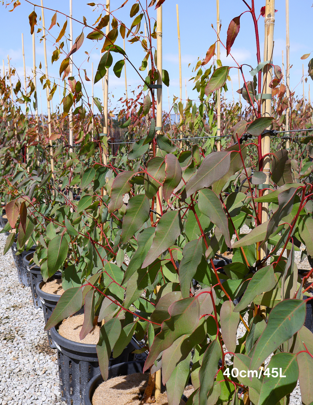 Eucalyptus Teriticornis - Evergreen Trees Direct