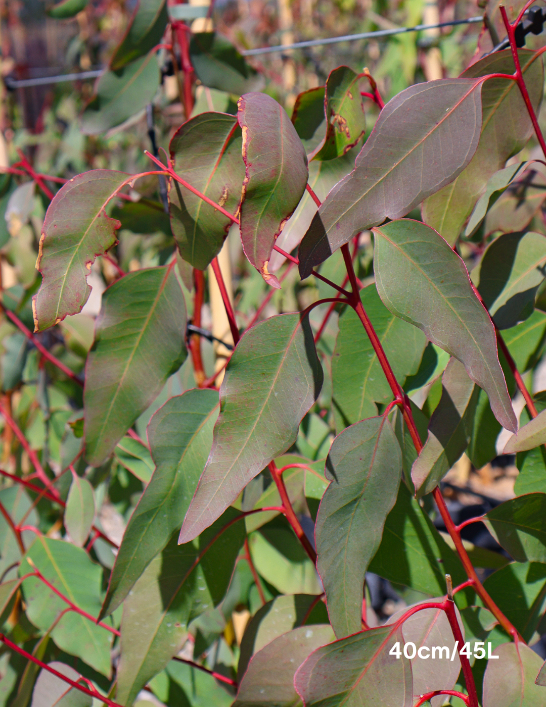 Eucalyptus Teriticornis - Evergreen Trees Direct