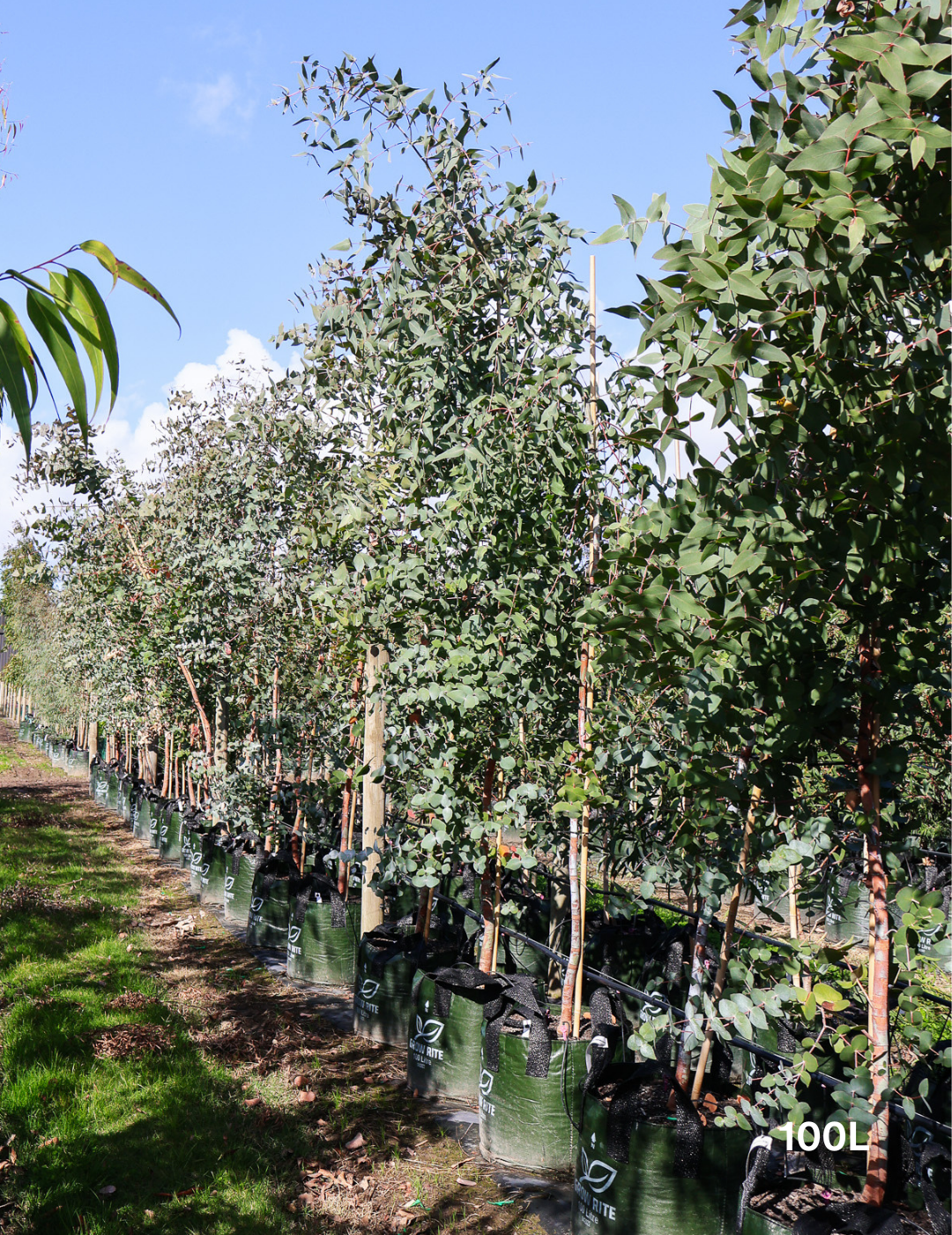 Eucalyptus 'Silver Shadow' - Evergreen Trees Direct