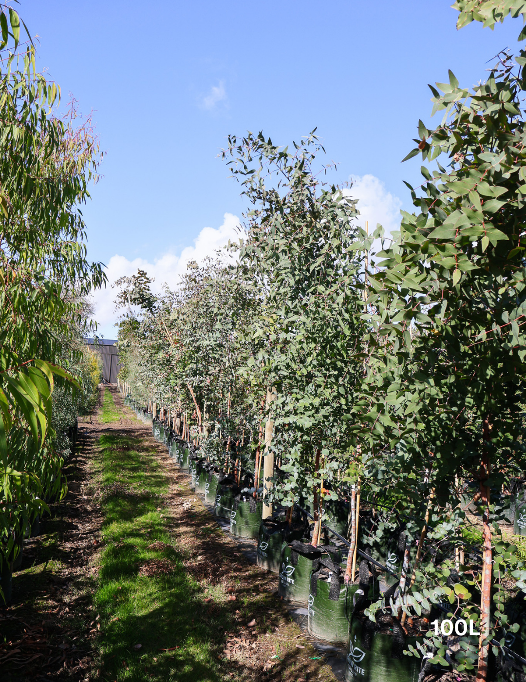 Eucalyptus 'Silver Shadow' - Evergreen Trees Direct