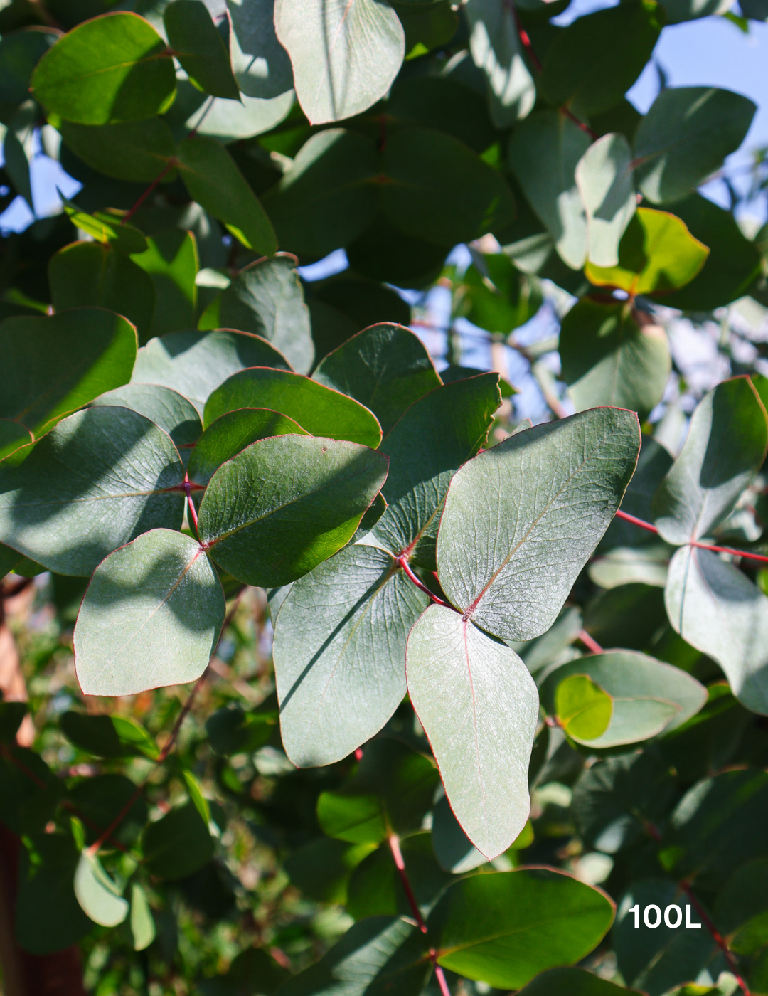 Eucalyptus 'Silver Shadow' - Evergreen Trees Direct