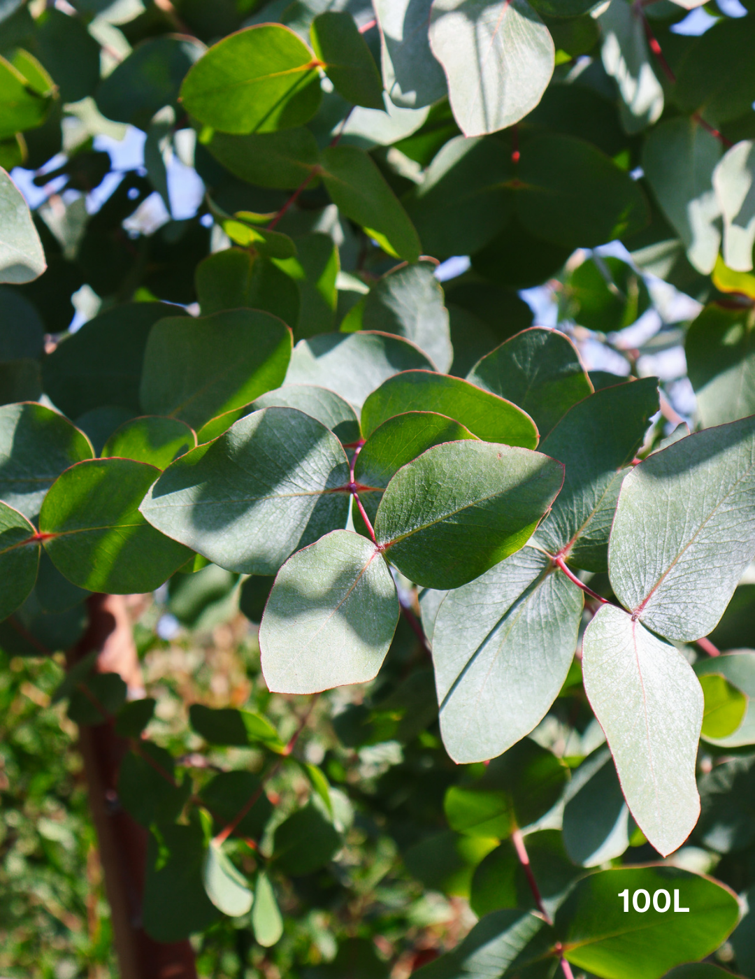 Eucalyptus 'Silver Shadow' - Evergreen Trees Direct