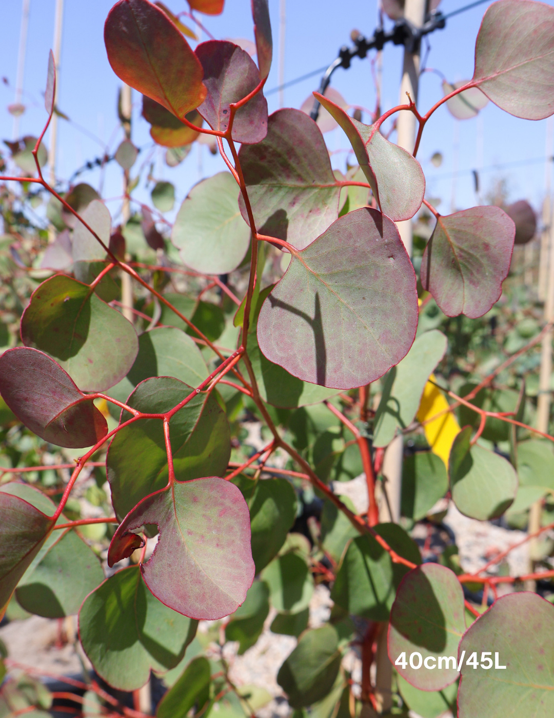 Eucalyptus baueriana - Evergreen Trees Direct