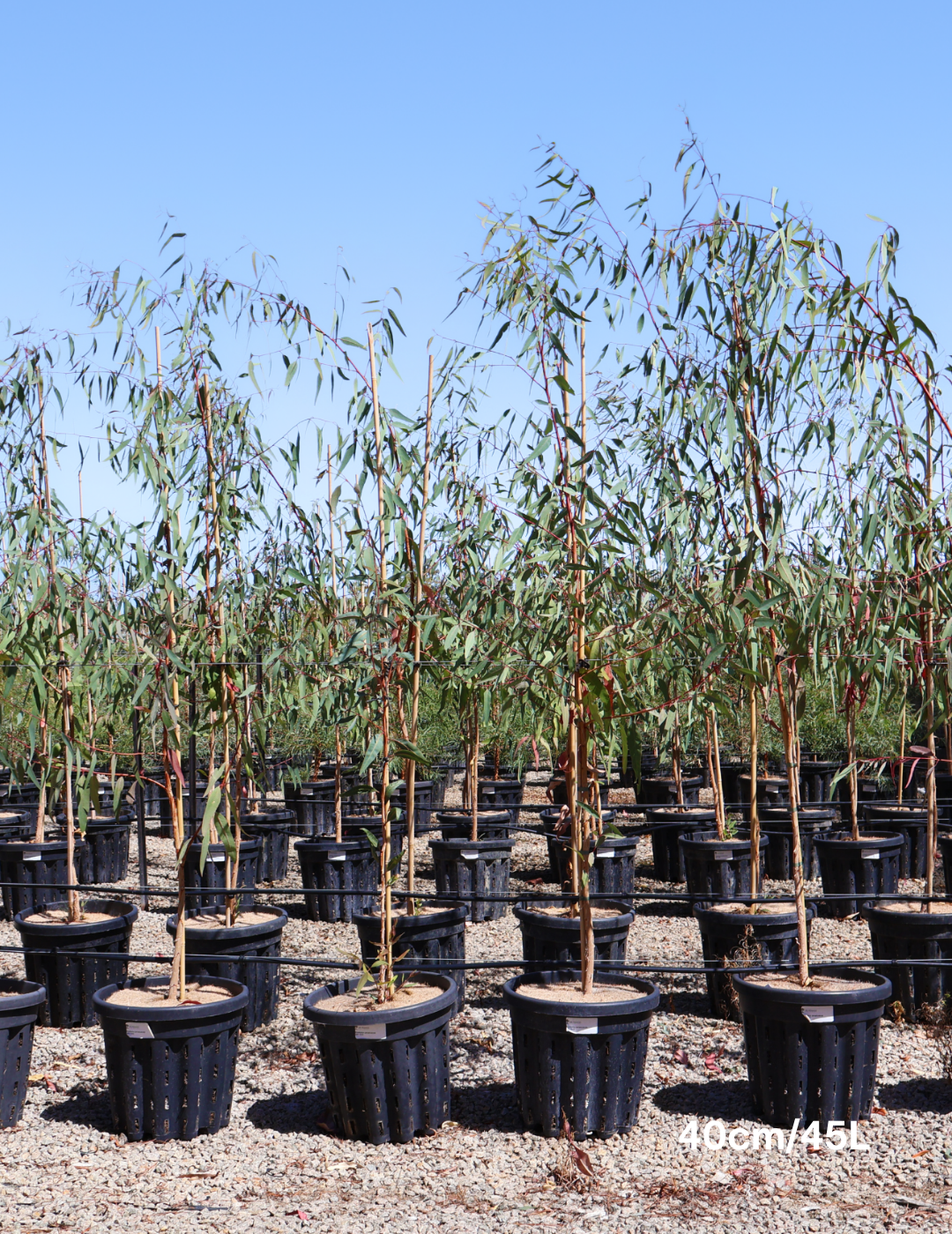 Eucalyptus camaldulensis - Evergreen Trees Direct