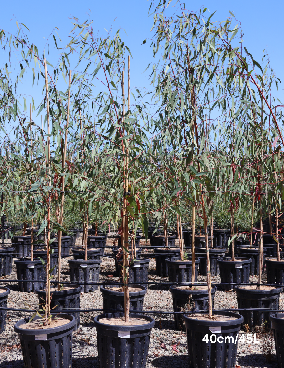 Eucalyptus camaldulensis - Evergreen Trees Direct