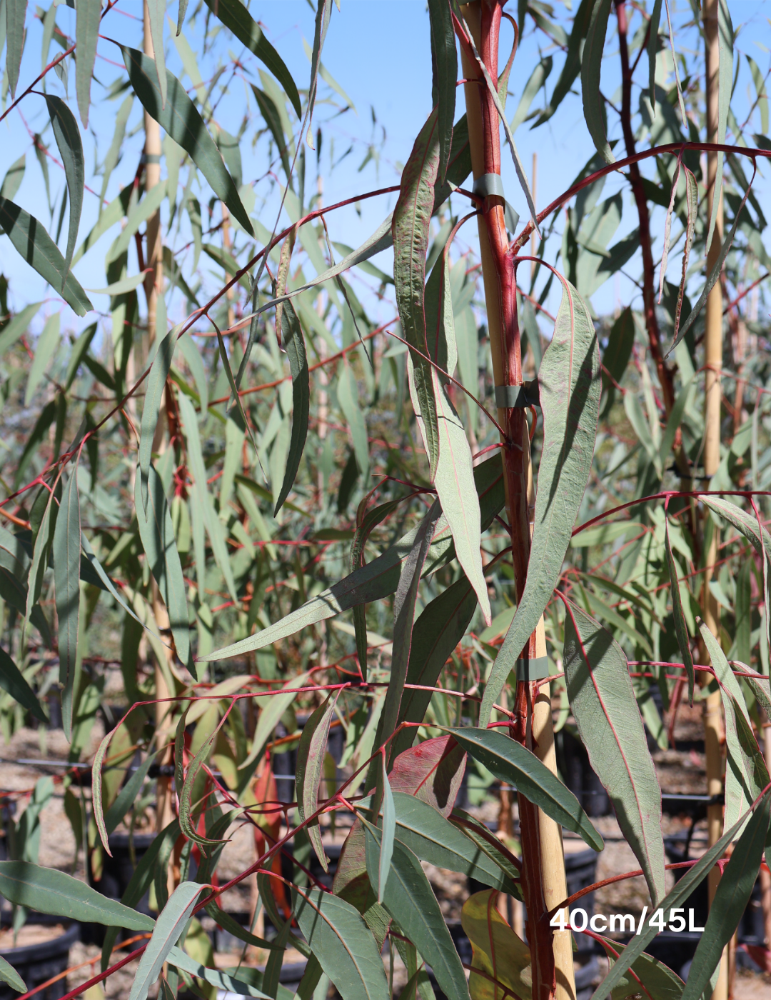 Eucalyptus camaldulensis - Evergreen Trees Direct