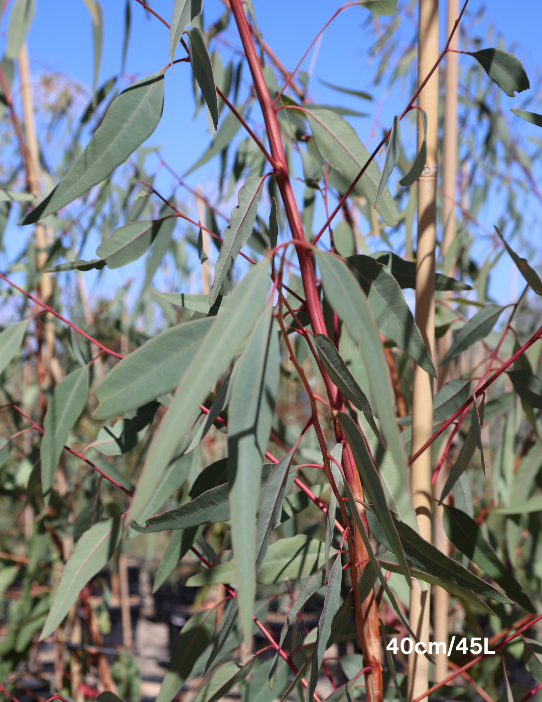 Eucalyptus camaldulensis - Evergreen Trees Direct