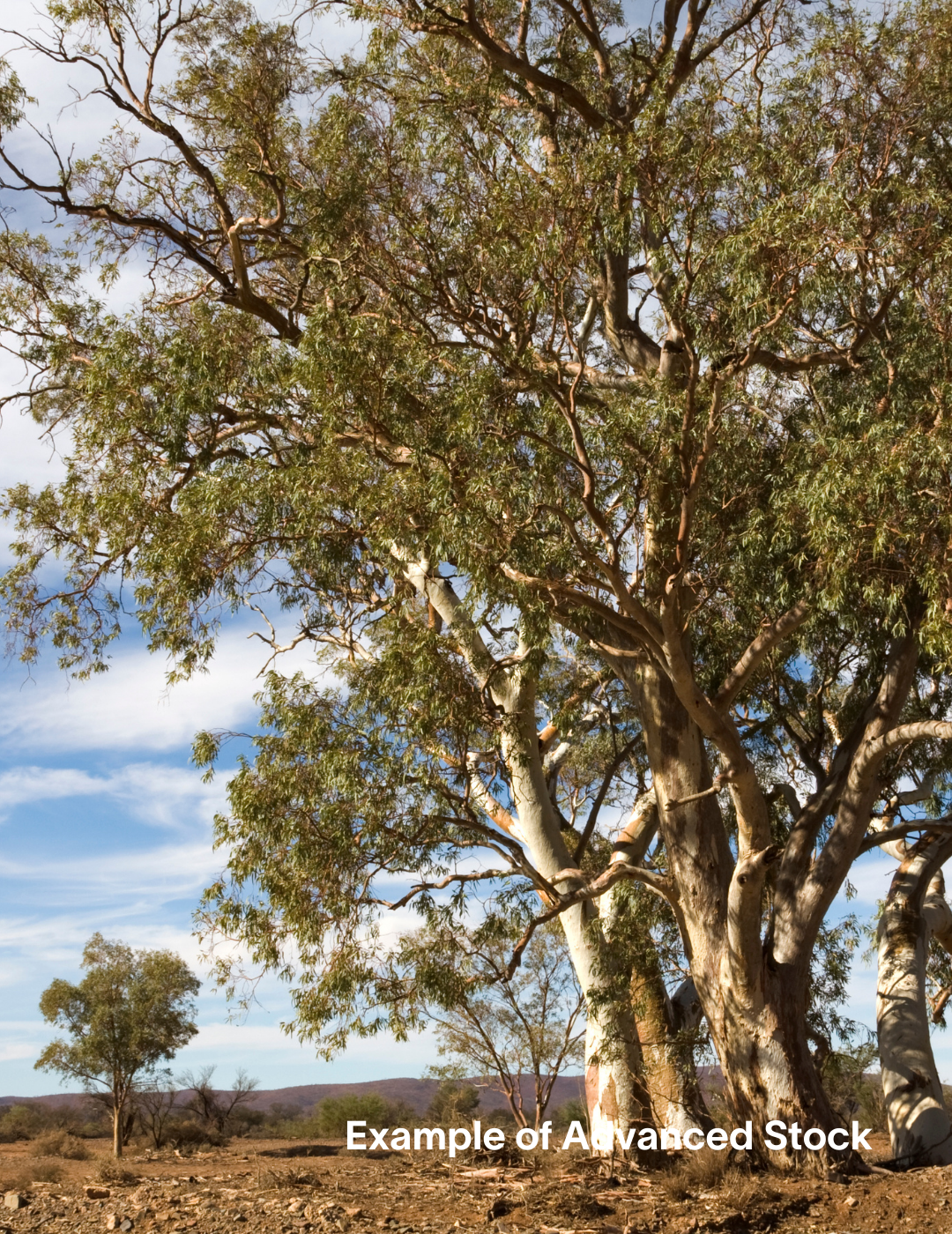 Eucalyptus camaldulensis - Evergreen Trees Direct