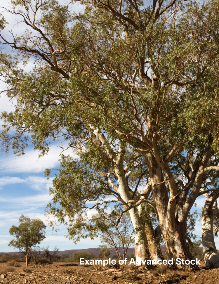 Eucalyptus camaldulensis