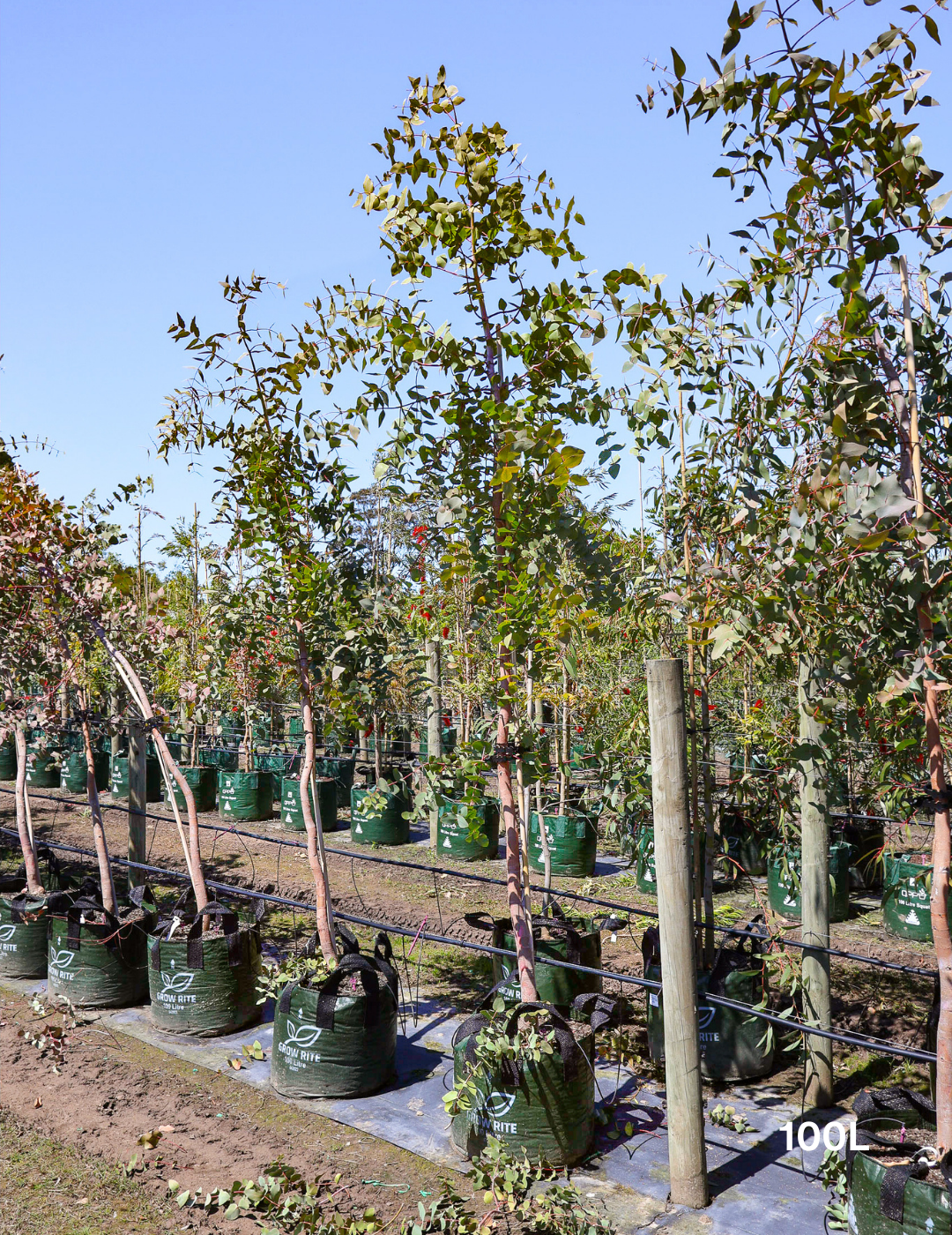 Eucalyptus cephalocarpa - Evergreen Trees Direct