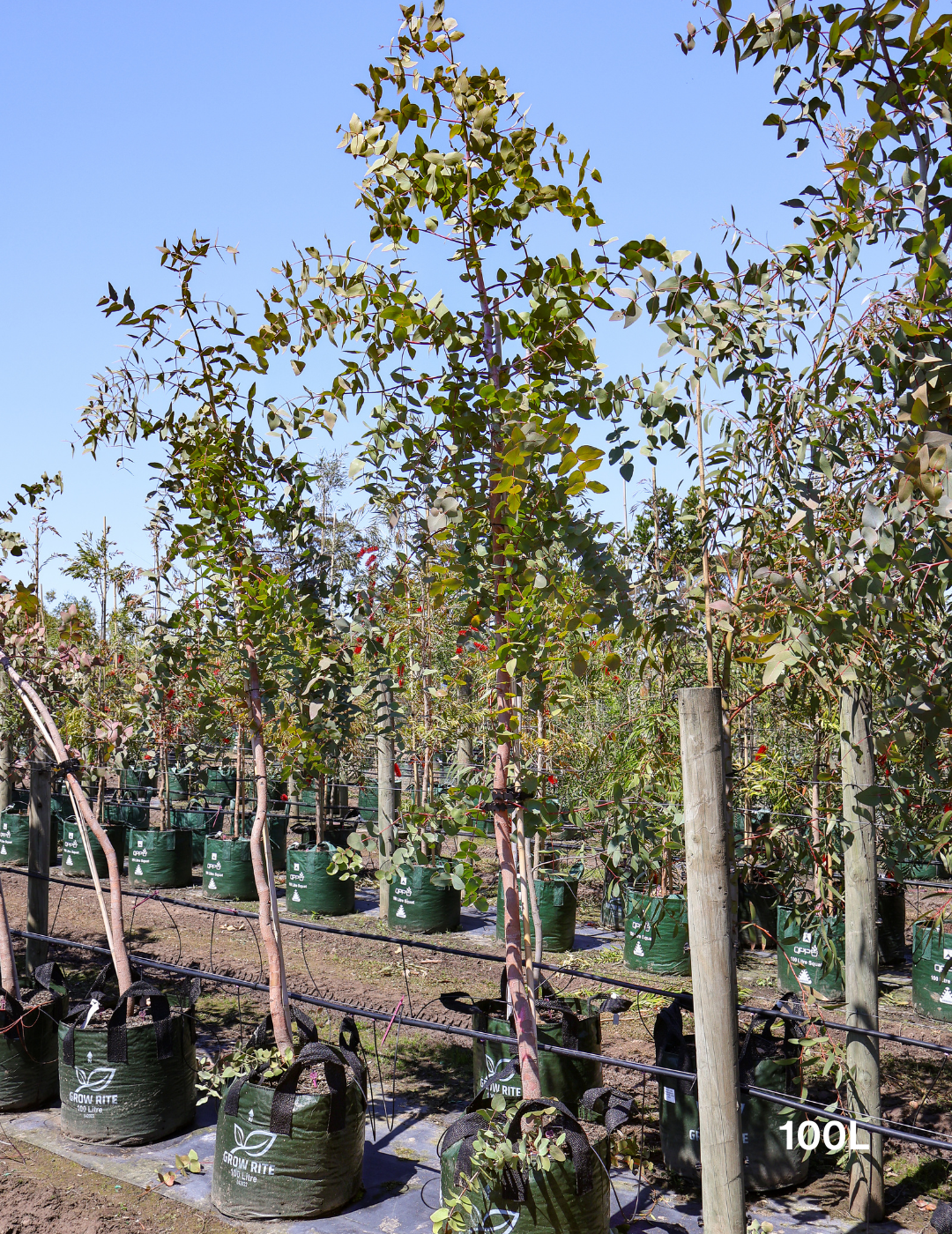 Eucalyptus cephalocarpa - Evergreen Trees Direct