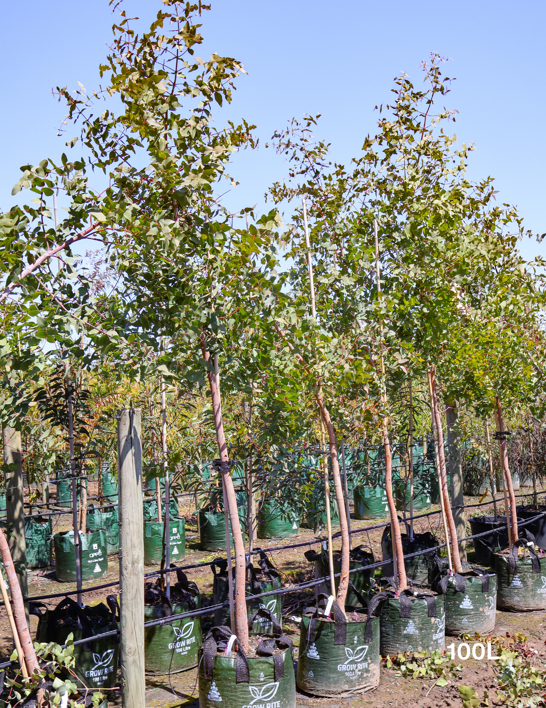 Eucalyptus cephalocarpa - Evergreen Trees Direct