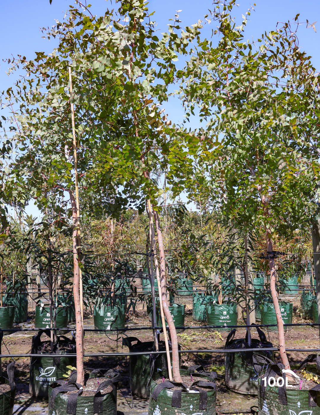 Eucalyptus cephalocarpa - Evergreen Trees Direct