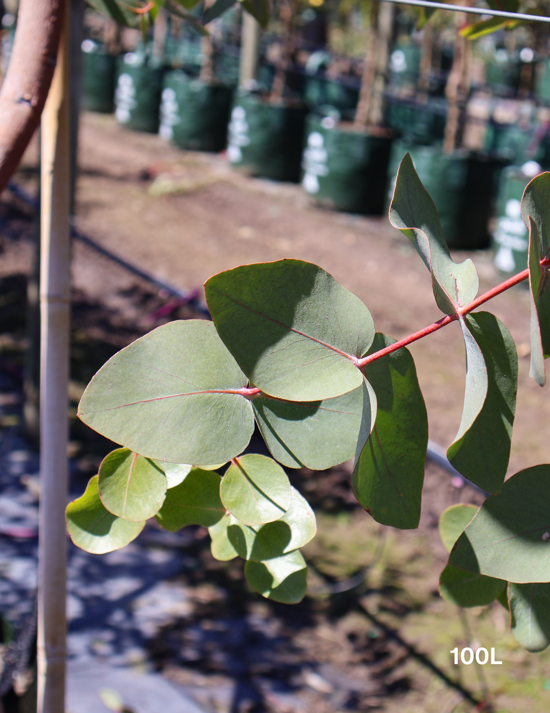 Eucalyptus cephalocarpa - Evergreen Trees Direct