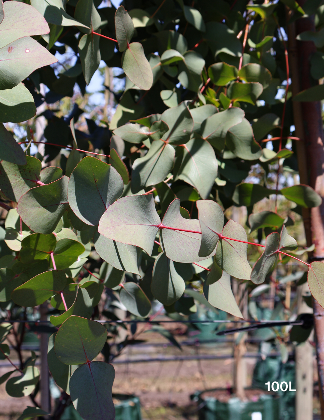 Eucalyptus cephalocarpa - Evergreen Trees Direct