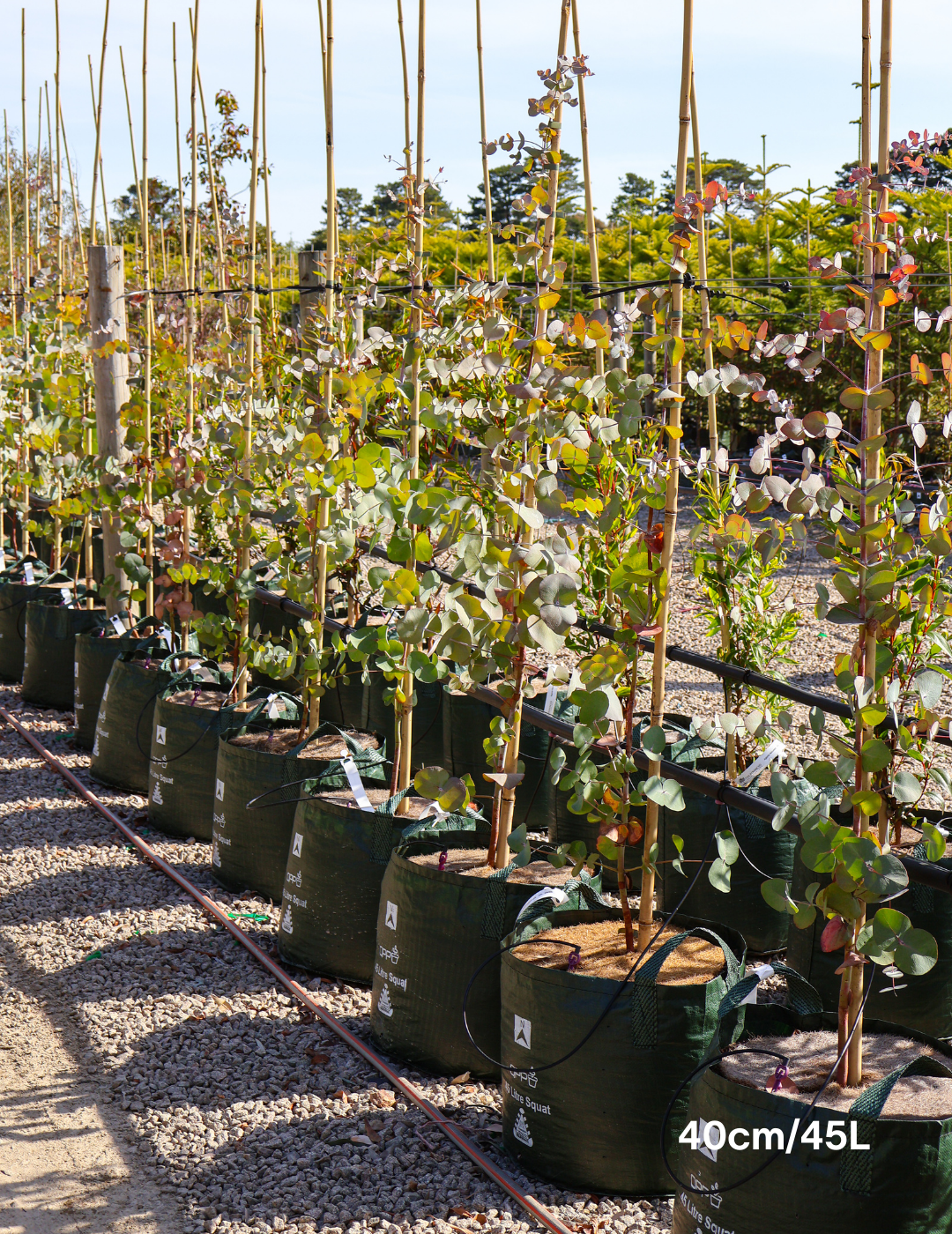 Eucalyptus cephalocarpa - Evergreen Trees Direct