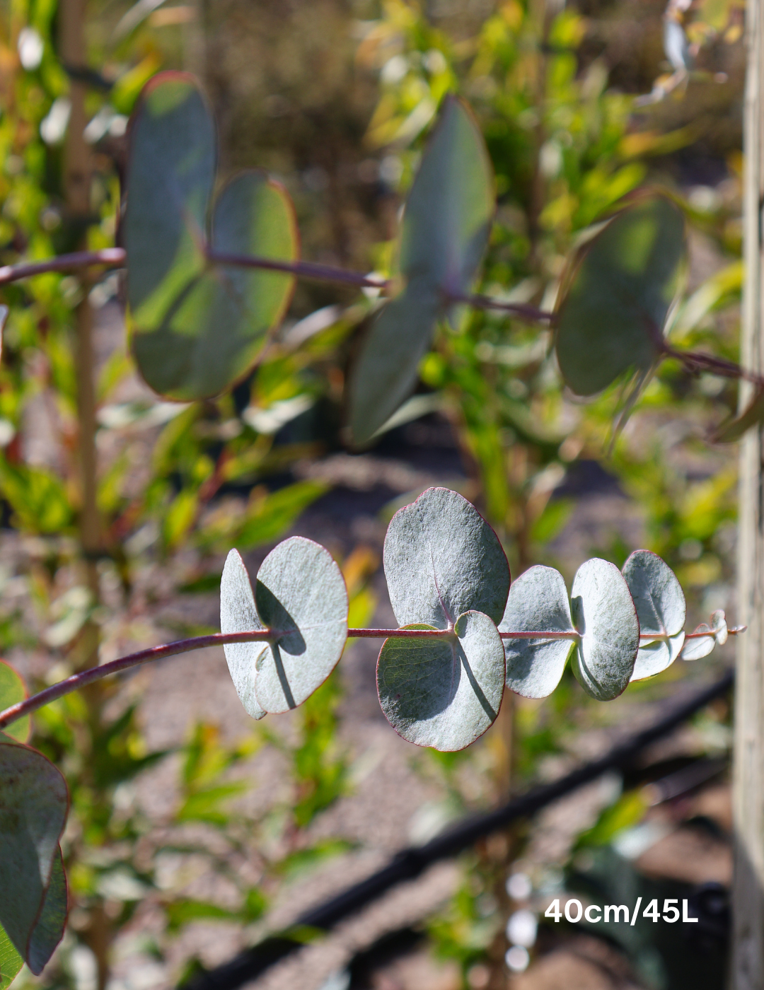 Eucalyptus cephalocarpa - Evergreen Trees Direct