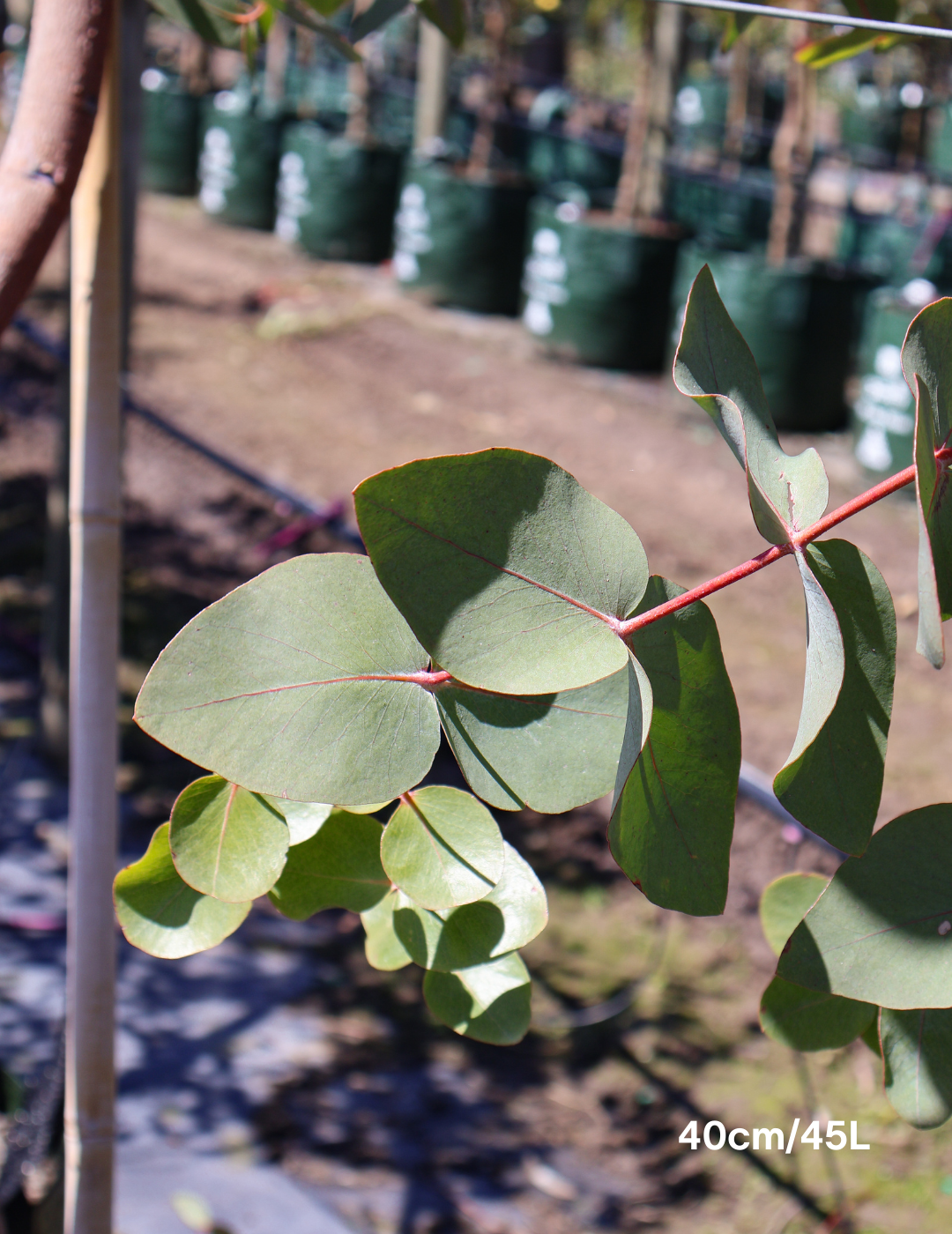 Eucalyptus cephalocarpa - Evergreen Trees Direct