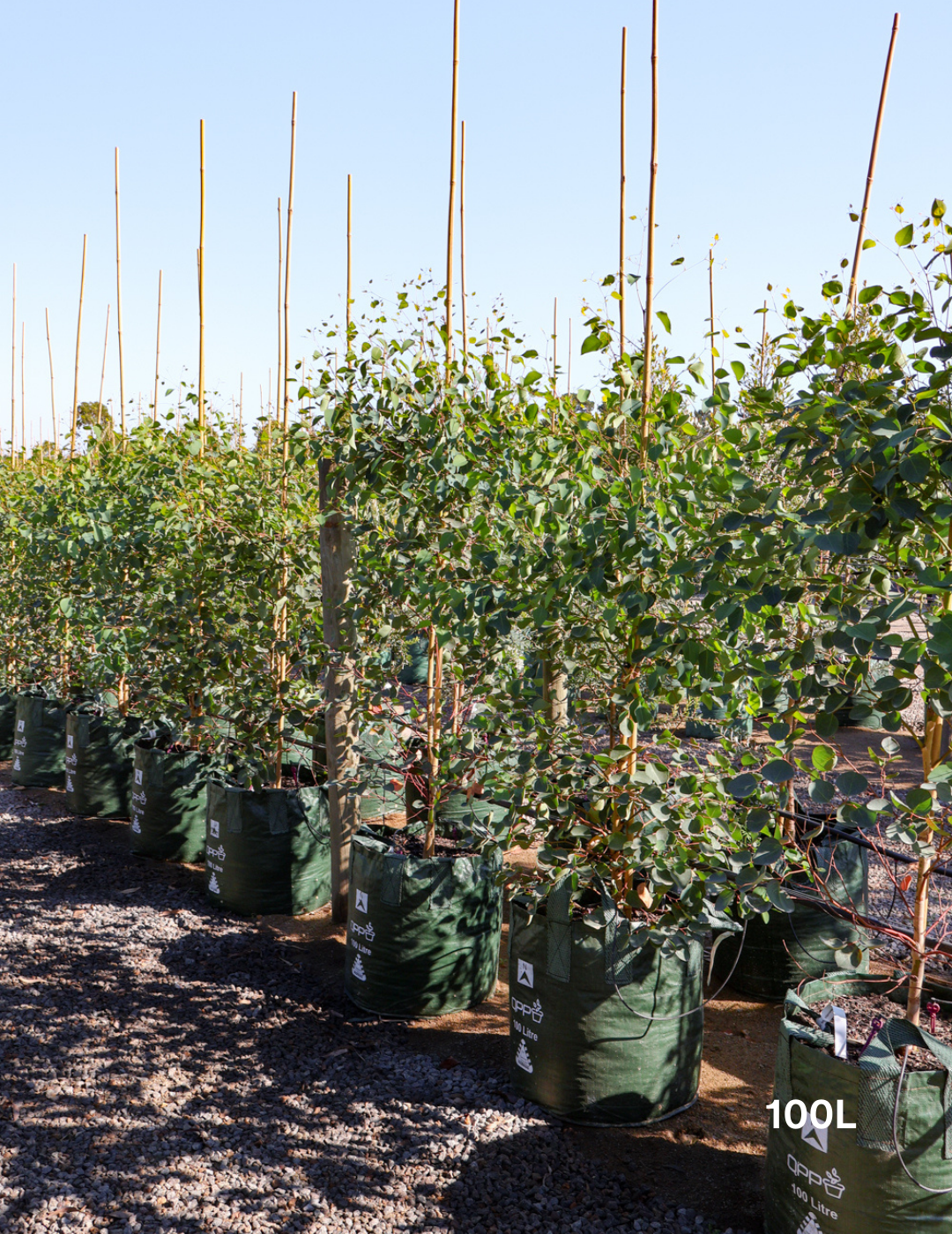 Eucalyptus cladocalyx - Evergreen Trees Direct