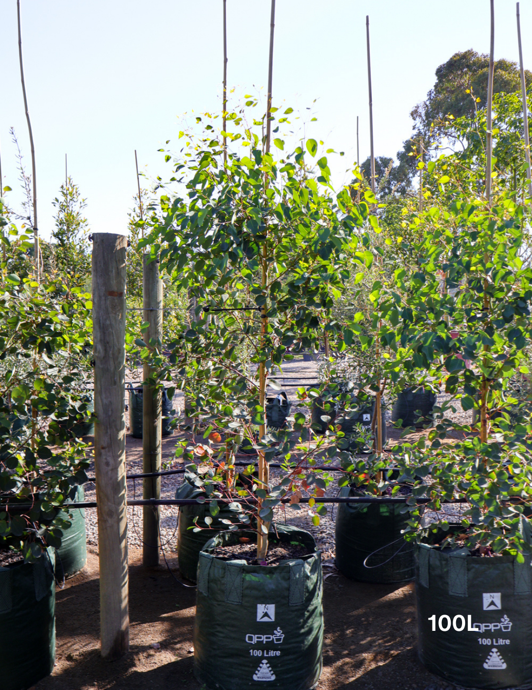 Eucalyptus cladocalyx - Evergreen Trees Direct