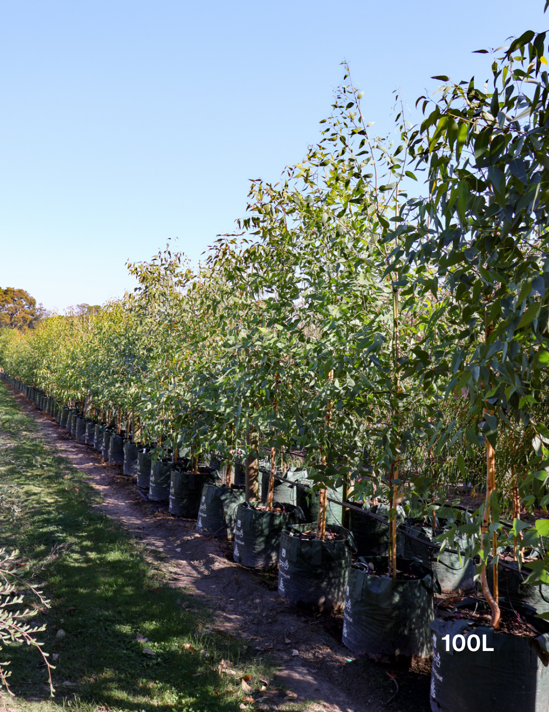 Eucalyptus cladocalyx - Evergreen Trees Direct