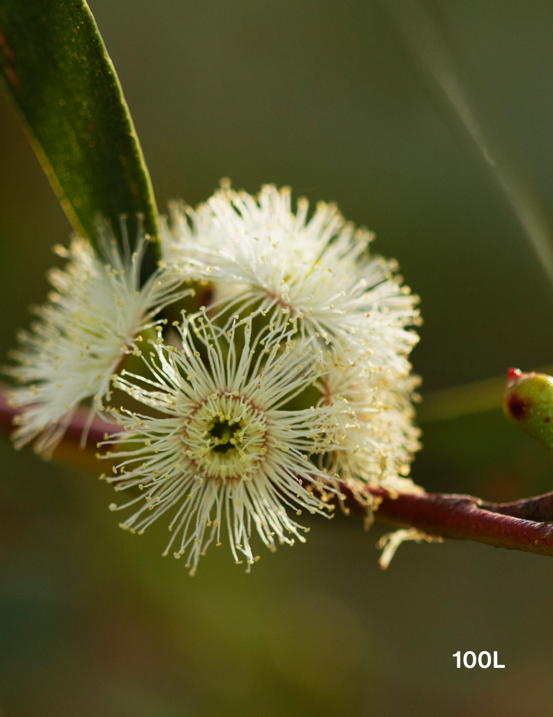 Eucalyptus gregsoniana - Evergreen Trees Direct