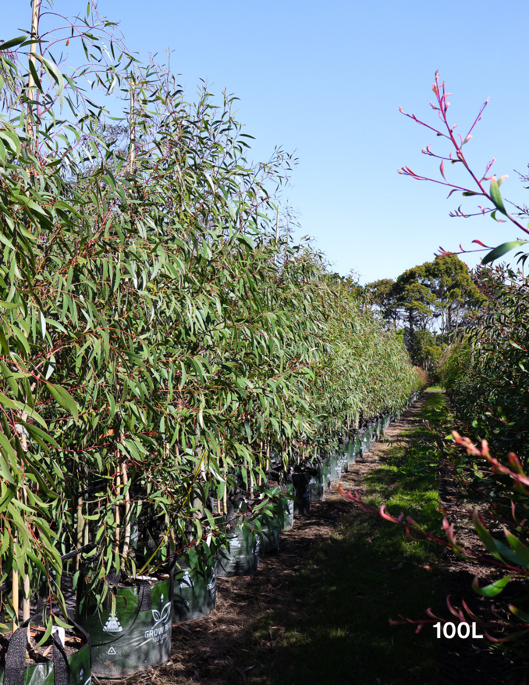 Eucalyptus gregsoniana - Evergreen Trees Direct