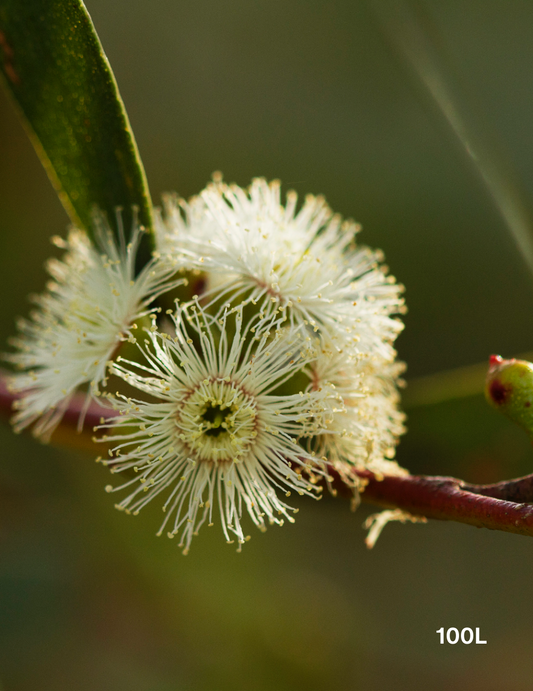 Eucalyptus gregsoniana
