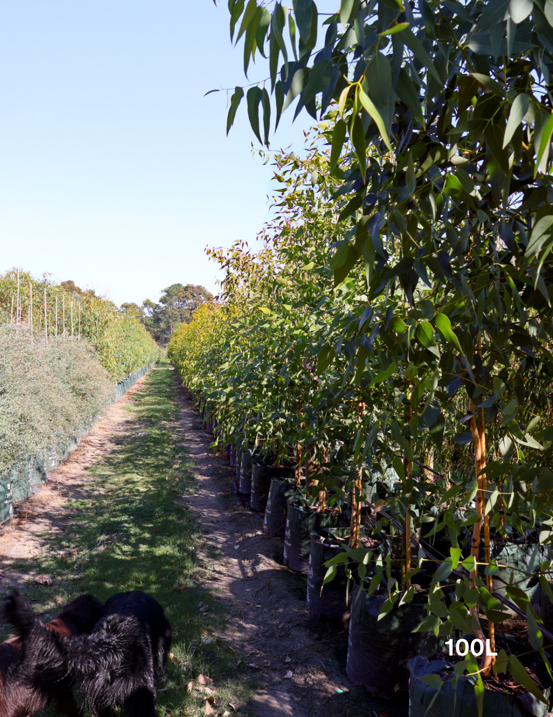 Eucalyptus leucoxylon ssp megalocarpa