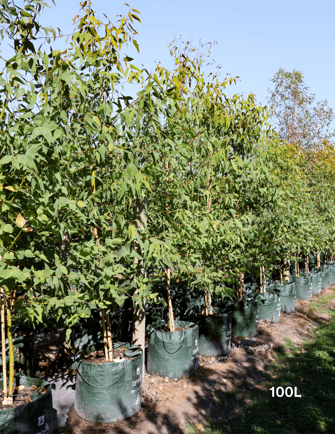 Eucalyptus sideroxylon 'Rosea' - Evergreen Trees Direct