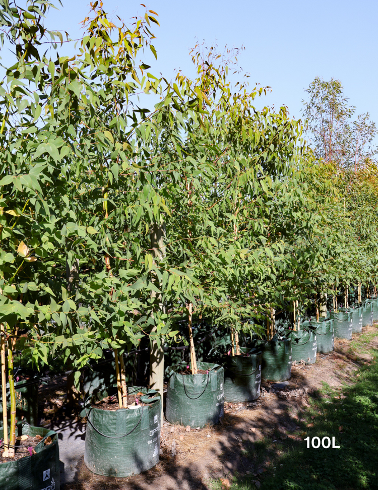 Eucalyptus leucoxylon ssp megalocarpa