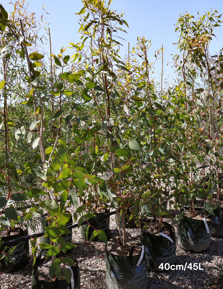 Eucalyptus leucoxylon ssp megalocarpa