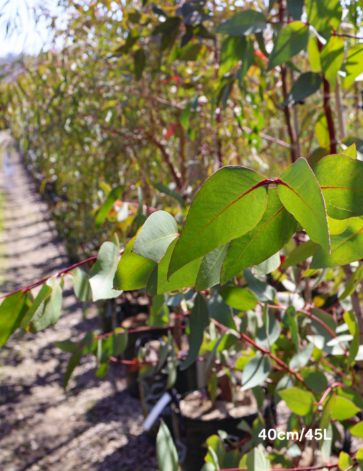 Eucalyptus leucoxylon ssp megalocarpa