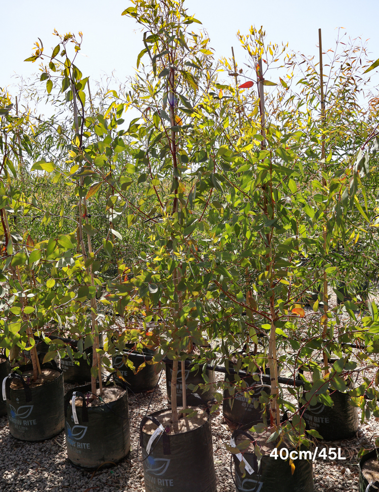 Eucalyptus leucoxylon ssp megalocarpa