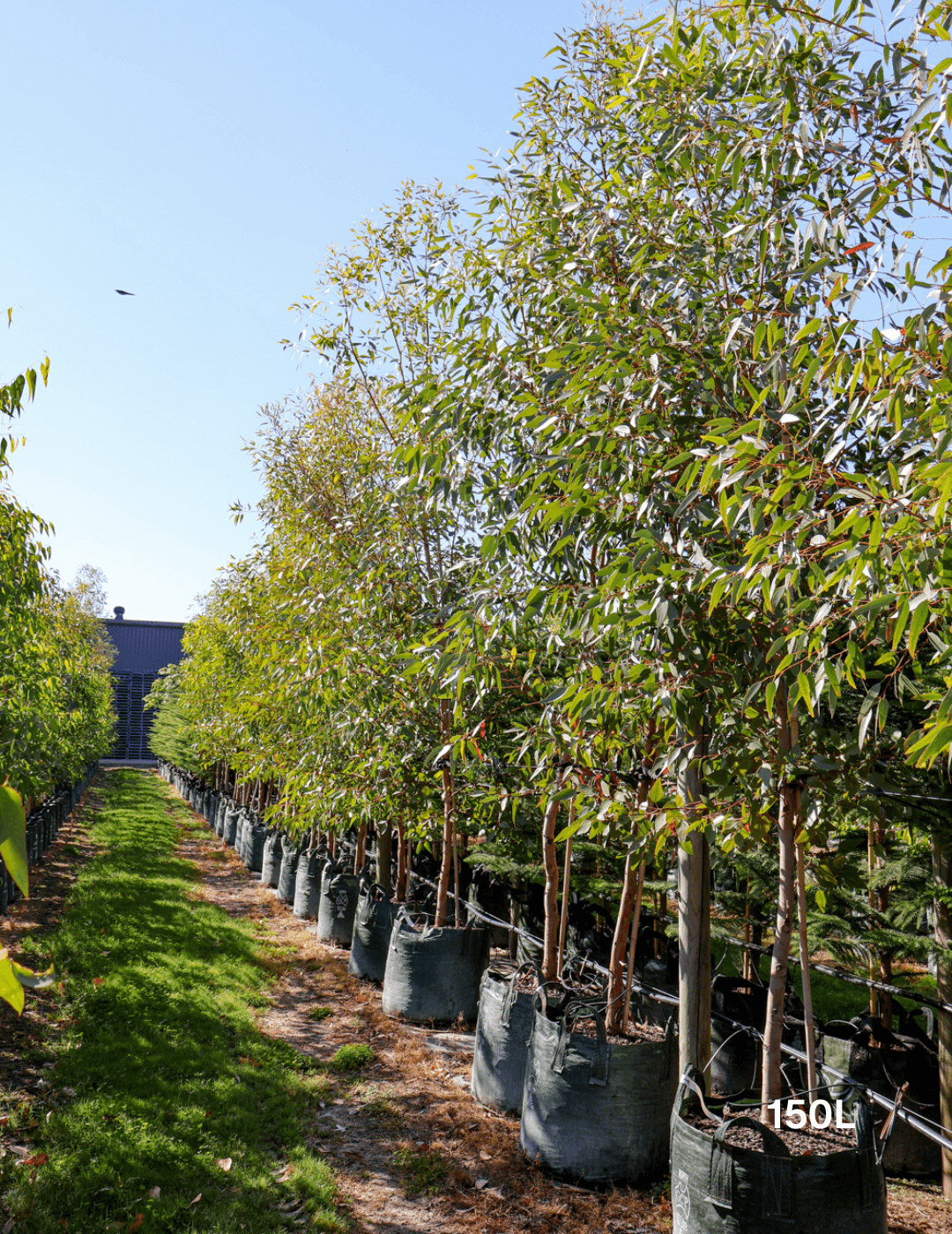 Eucalyptus macrandra