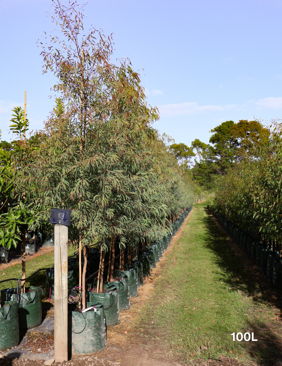 Eucalyptus mannifera - Evergreen Trees Direct