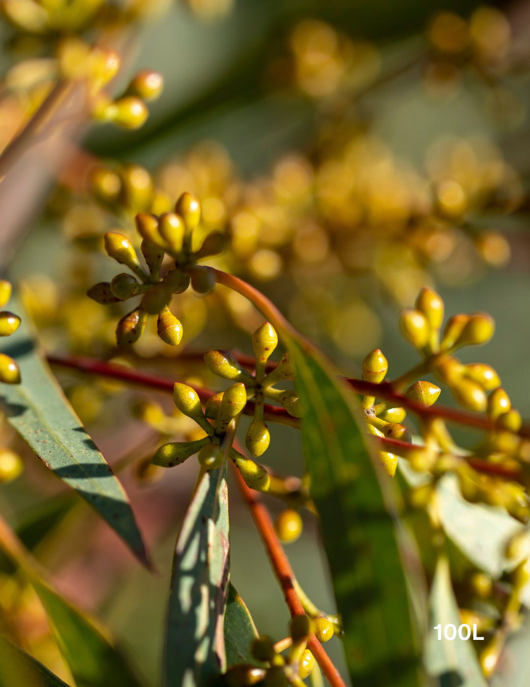 Eucalyptus mannifera