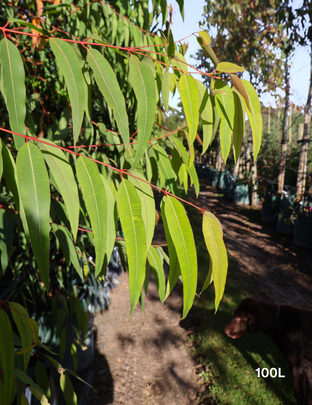 Eucalyptus mannifera - Evergreen Trees Direct