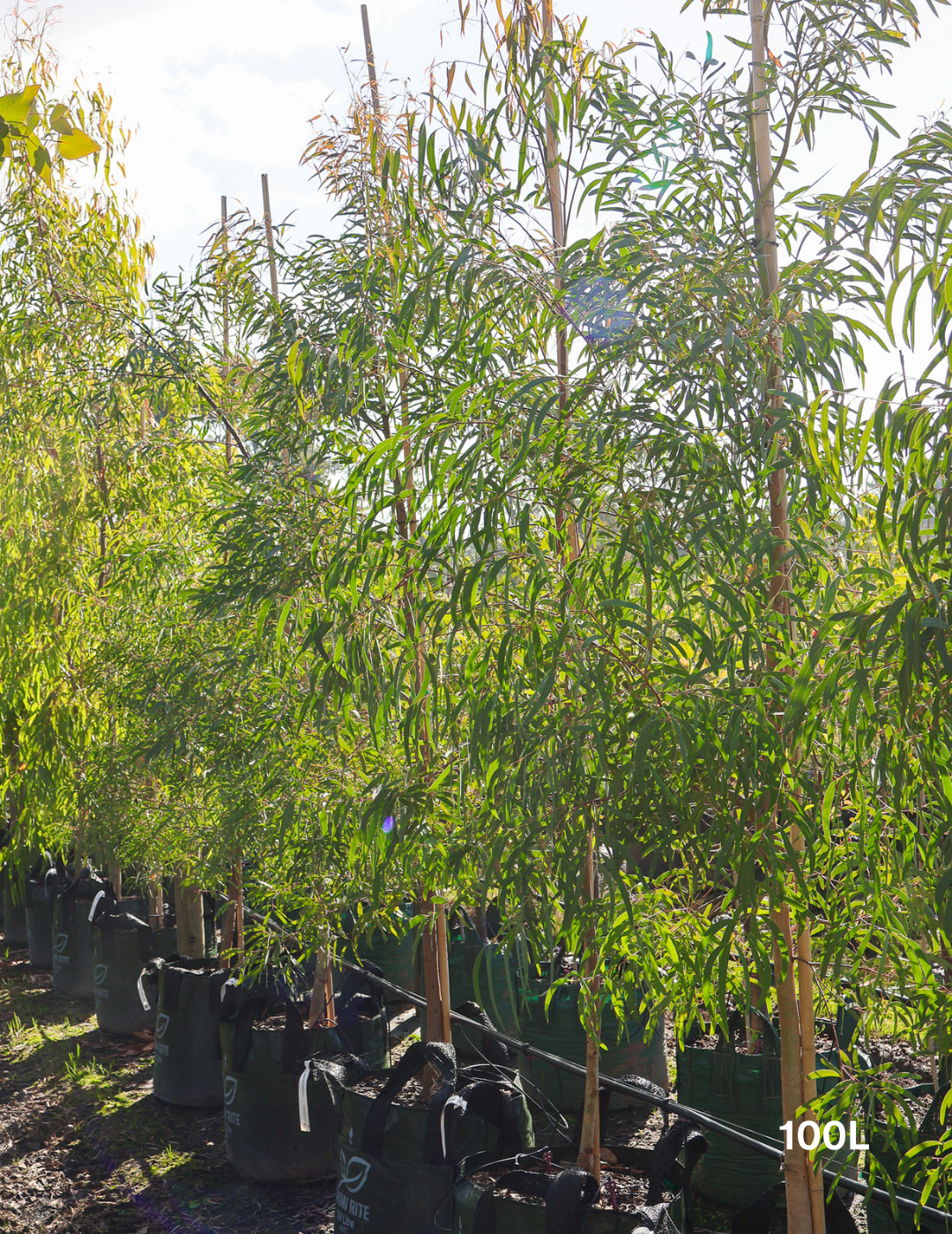 Eucalyptus mannifera - Evergreen Trees Direct