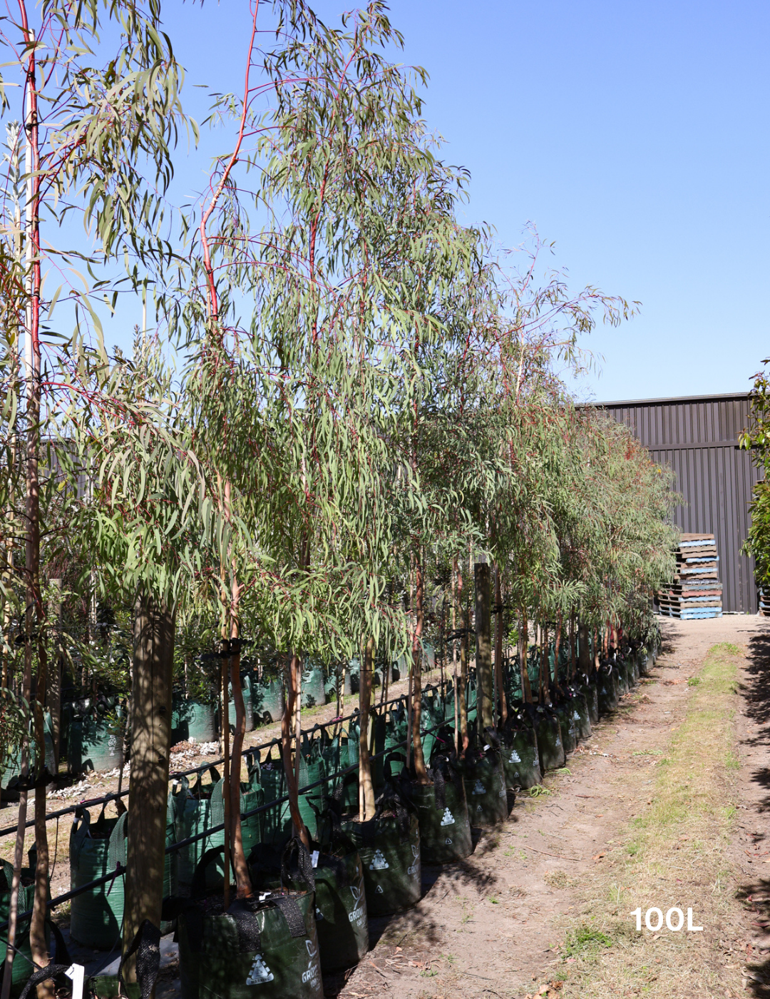 Eucalyptus mannifera - Evergreen Trees Direct