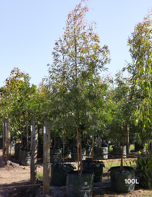 Eucalyptus mannifera