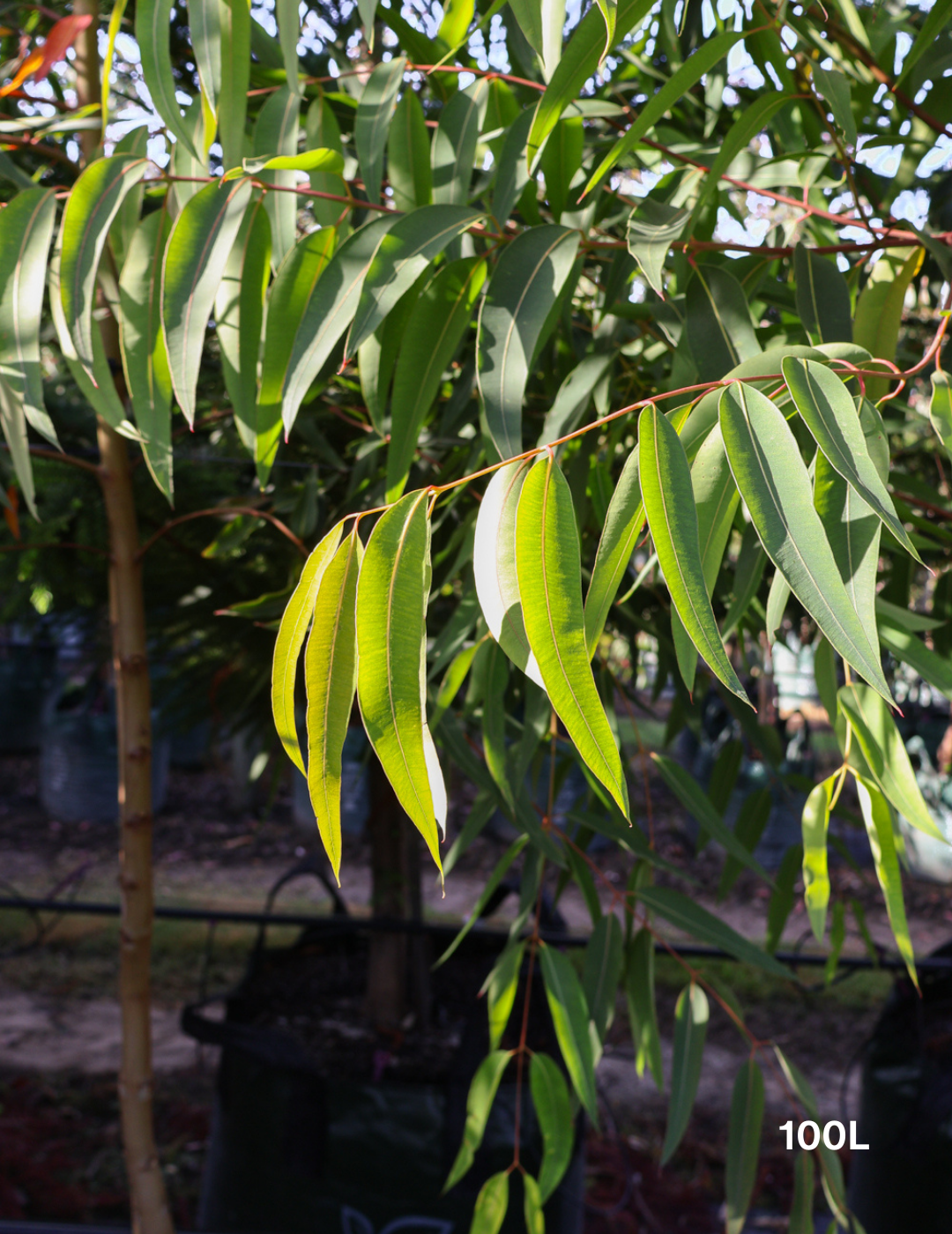 Eucalyptus mannifera - Evergreen Trees Direct