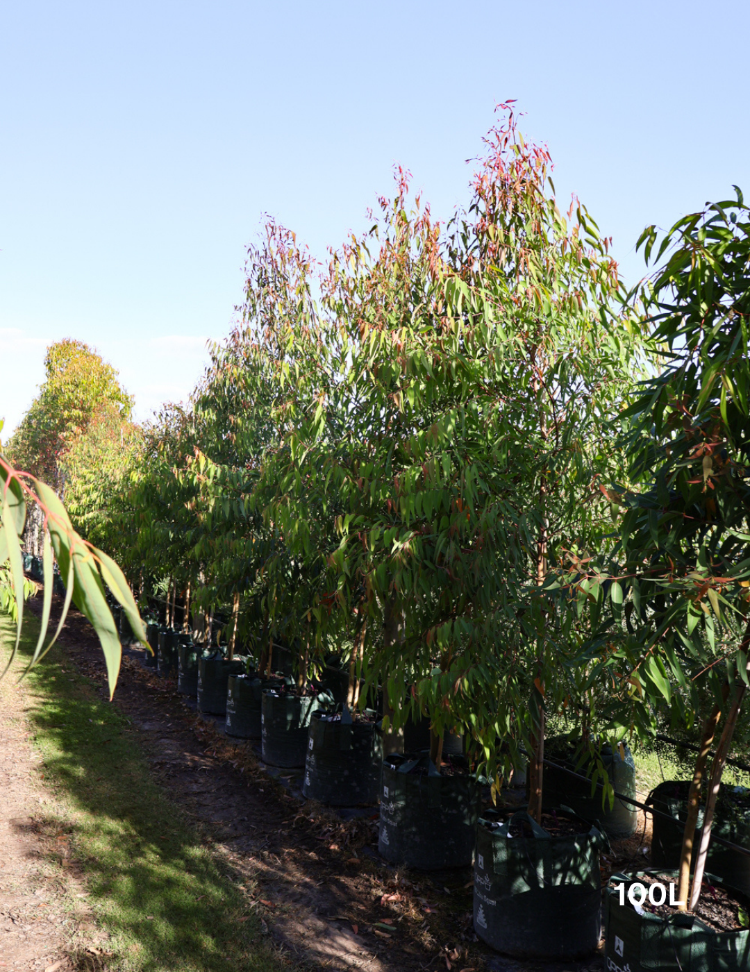 Eucalyptus mannifera - Evergreen Trees Direct