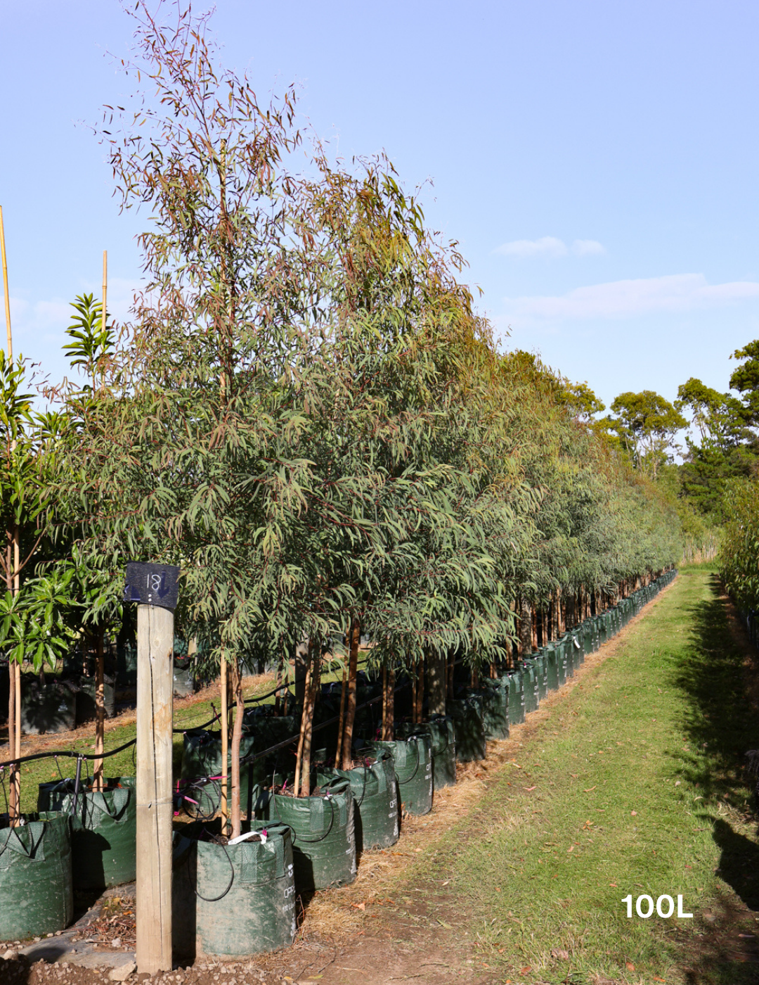 Eucalyptus mannifera - Evergreen Trees Direct