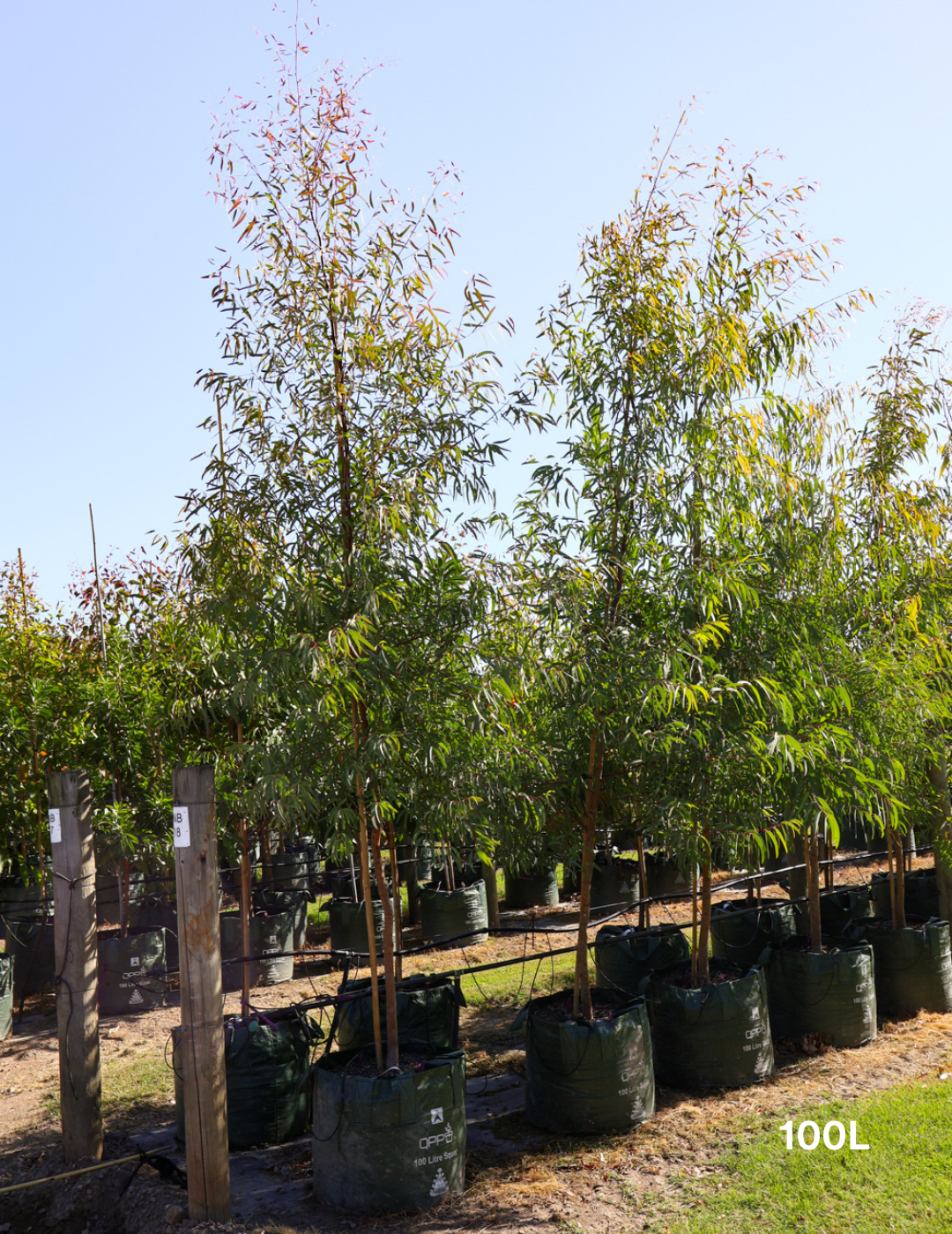 Eucalyptus mannifera ssp maculosa