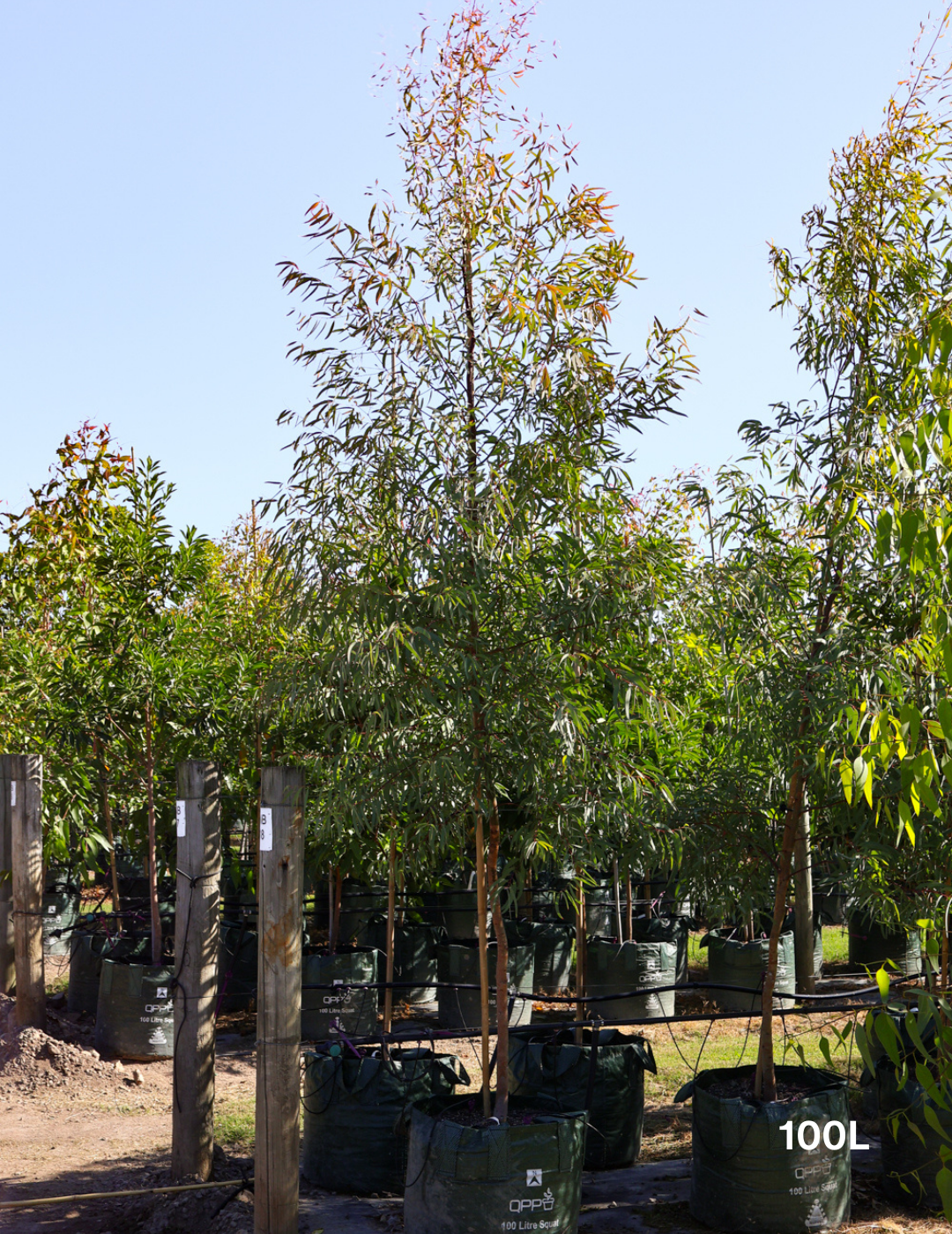 Eucalyptus mannifera ssp maculosa