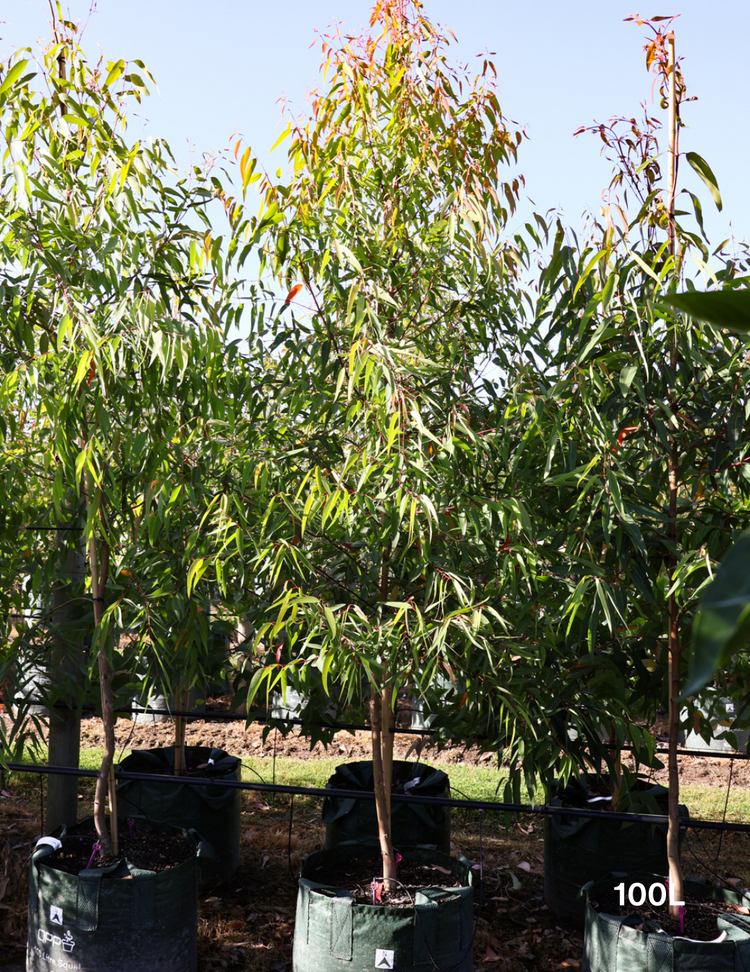 Eucalyptus mannifera ssp maculosa