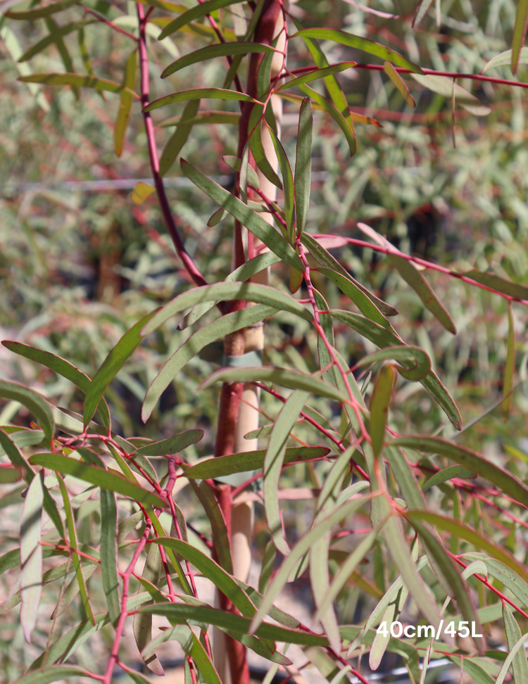 Eucalyptus mannifera ssp maculosa