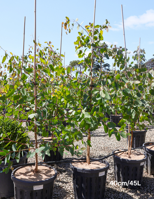 Eucalyptus ovata